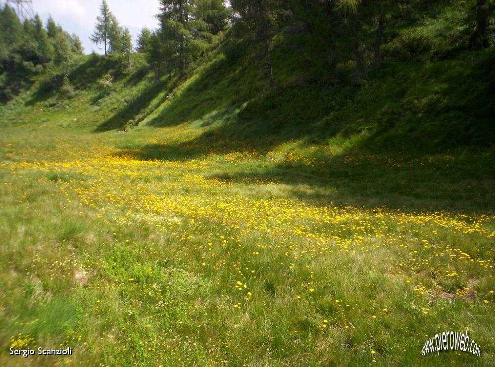 08 Fiori allla Cima del Laghetto.JPG